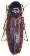 Agriotes amabilis