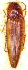 Agriotes lateralis