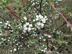 Leptospermum myrtifolium