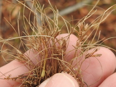 Fimbristylis vahlii