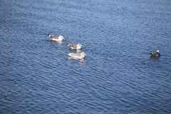 Larus argentatus × glaucescens