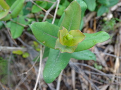 Lonicera implexa
