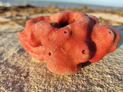 Dragmacidon lunaecharta