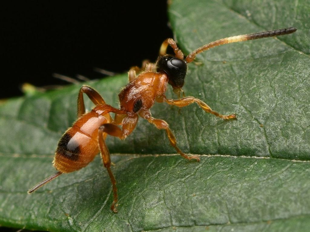 Aptesis nigrocincta