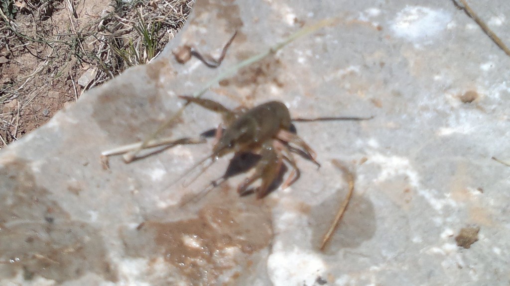 Pontastacus kessleri