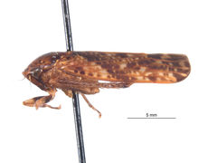 Curtara cangana