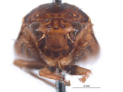 Curtara cangana