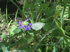 Pieris marginalis