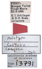 Curtara cangana