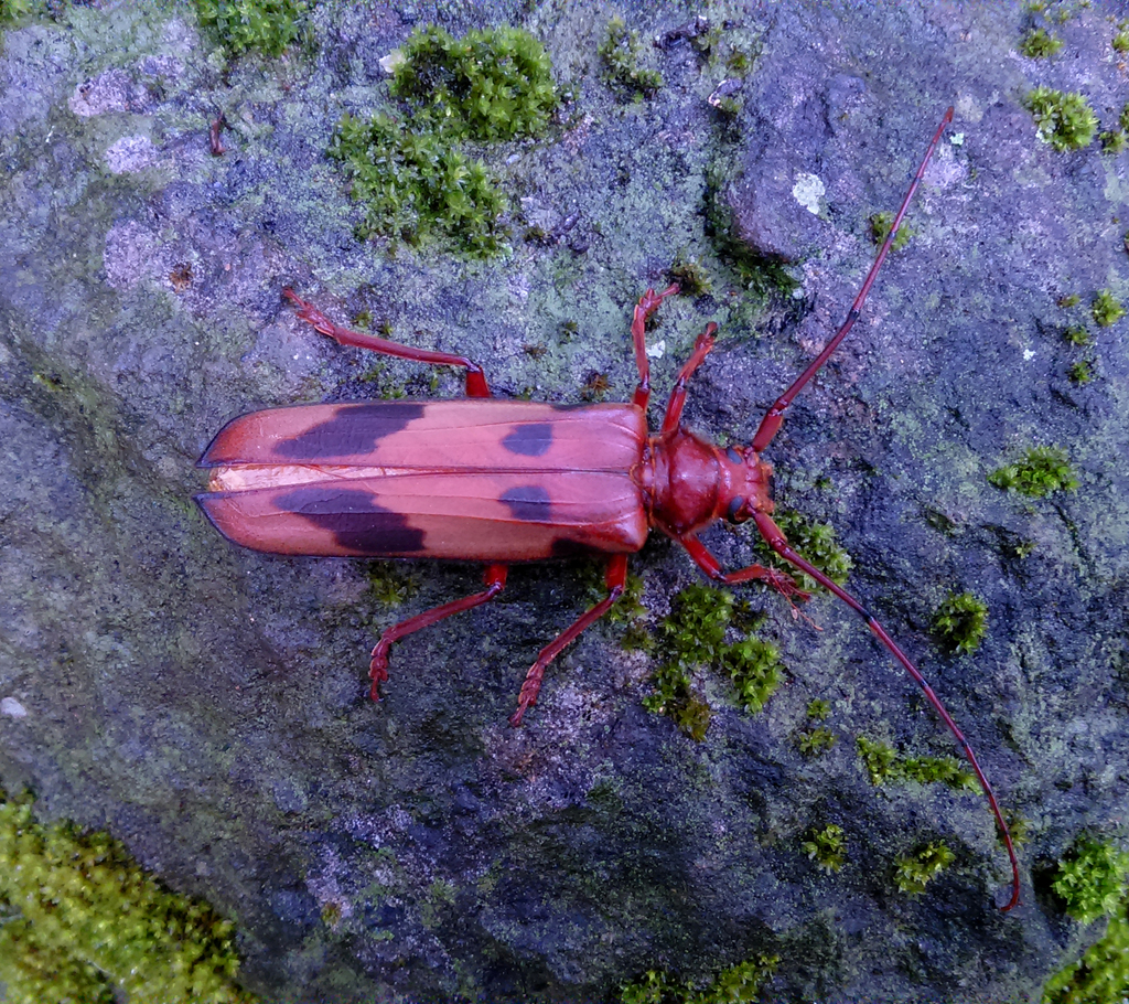 Oplatocera