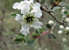 Leptospermum myrtifolium