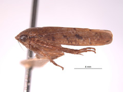 Curtara crux