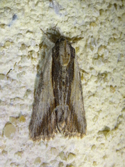 Bryophila raptricula