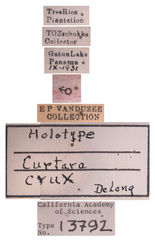 Curtara crux