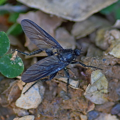 Empis ciliata