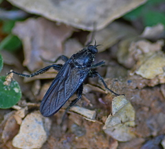 Empis ciliata