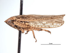 Curtara gera
