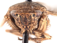 Curtara gera