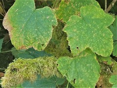 Rubus parviflorus parviflorus
