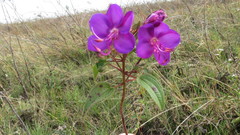 Rhynchanthera grandiflora