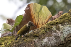 Chloropicus lugubris