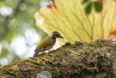 Chloropicus lugubris