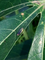 Dilobopterus costalimai