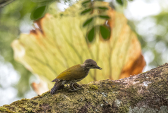 Chloropicus lugubris