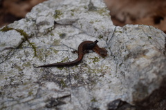 Plethodon dorsalis