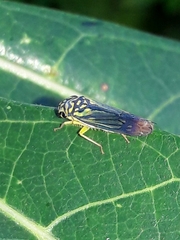 Dilobopterus costalimai