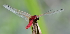 Urothemis signata insignata