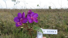 Rhynchanthera grandiflora