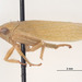Hamana annulicornis - Photo (c) solomon hendrix, algunos derechos reservados (CC BY-NC), subido por solomon hendrix