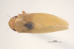 Hamana annulicornis
