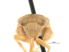 Hamana annulicornis
