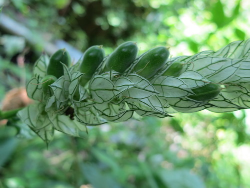 Squirrel's Tail