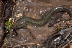 Desmognathus conanti