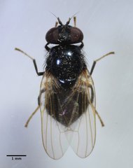 Lonchaea