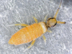 Entomobrya atrocincta