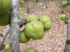 Phyllanthus inflatus