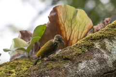 Chloropicus lugubris