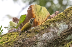 Chloropicus lugubris