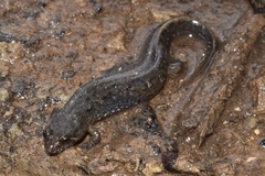 Desmognathus conanti