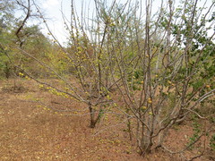 Phyllanthus inflatus