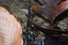 Desmognathus conanti