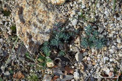 Petrosedum amplexicaule