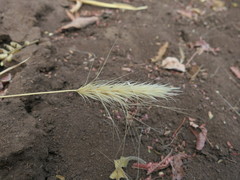 Aristida hordeacea
