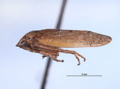 Hamana kella