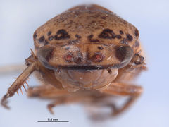 Hamana kella