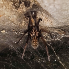 Eratigena